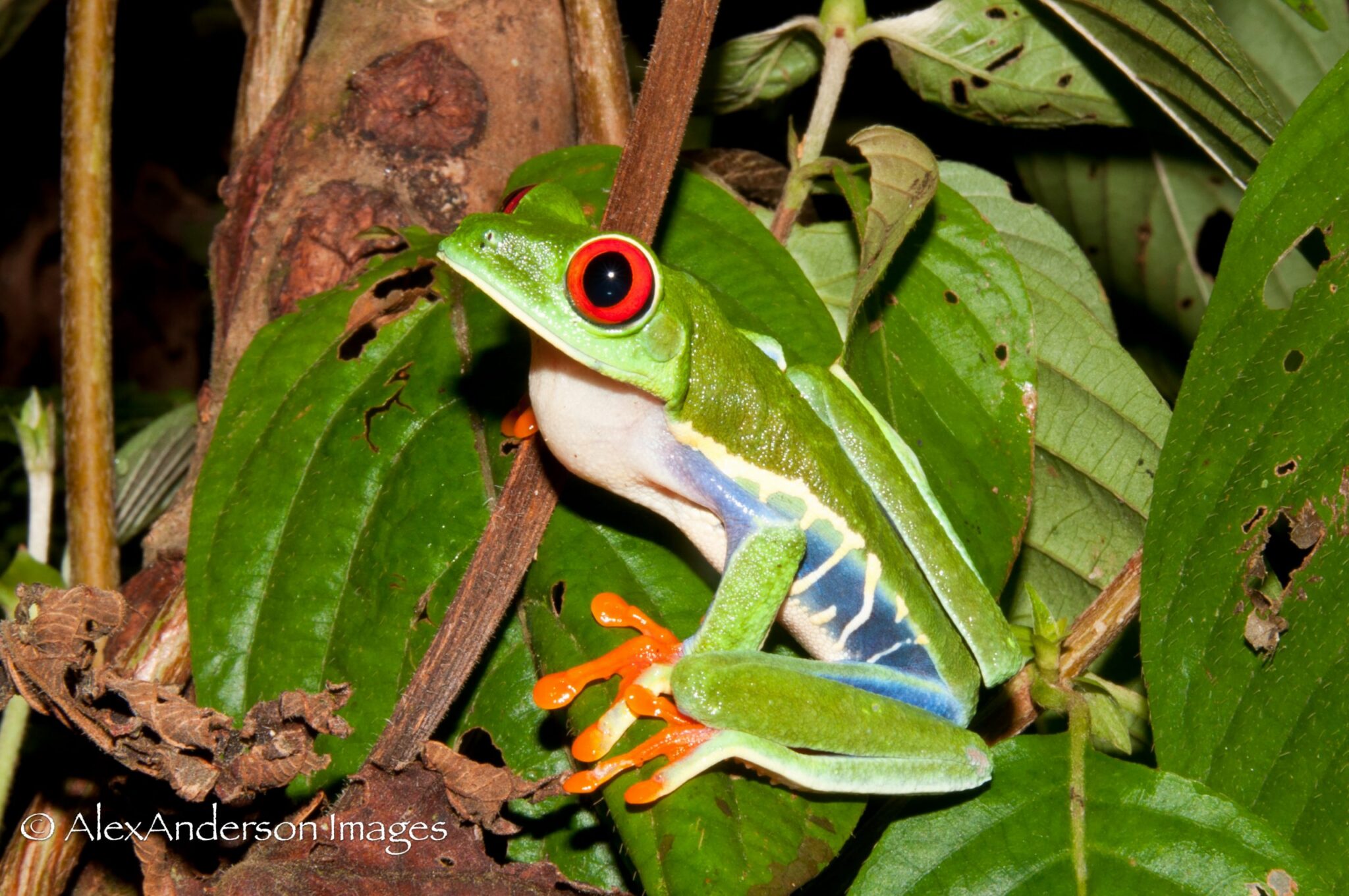 15) The first amphibians emerge onto land